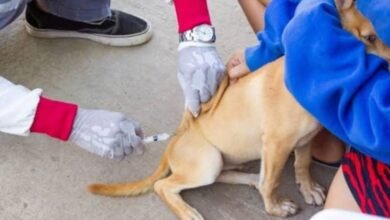 Inicia Gran Feria de Vacunación y Esterilización
