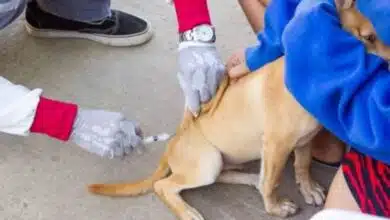 Inicia Gran Feria de Vacunación y Esterilización