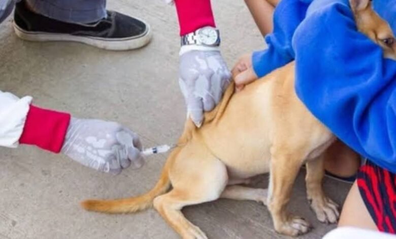 Inicia Gran Feria de Vacunación y Esterilización
