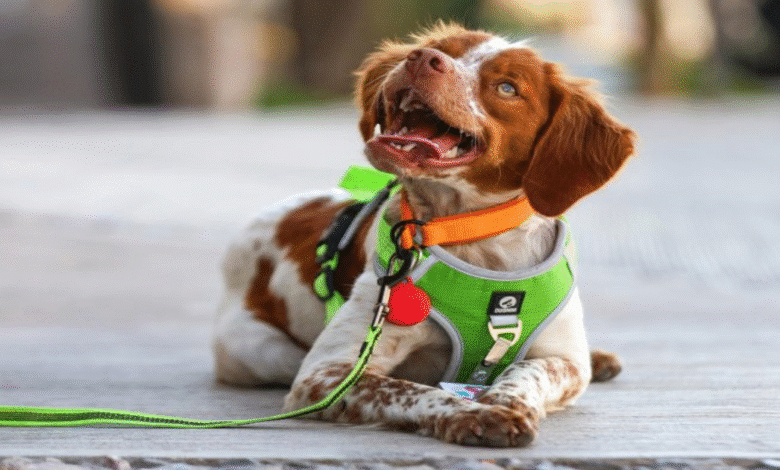 “Manchas”, el primer perro detector de fugas de agua en México