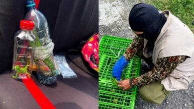 Rescatan a 40 animales silvestres en operativo contra el tráfico ilegal de especies