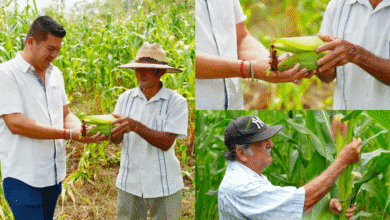 Rinde primeros frutos mecanización agrícola impulsada por Gobierno de Comalcalco