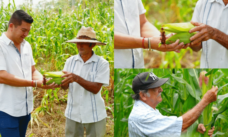 Rinde primeros frutos mecanización agrícola impulsada por Gobierno de Comalcalco