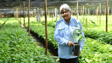 SEDAP convoca a Jornada de Reforestación en Tabasco