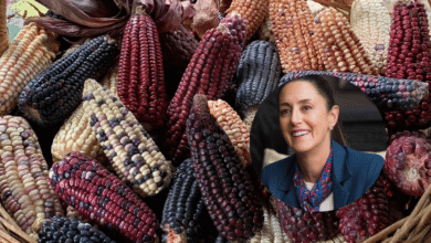 Sheinbaum anuncia plan para proteger variedades nativas de maíz en México