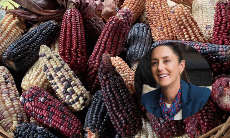 Sheinbaum anuncia plan para proteger variedades nativas de maíz en México
