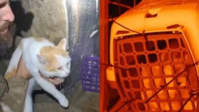Soldados ucranianos rescatan a gato con ayuda de un robot