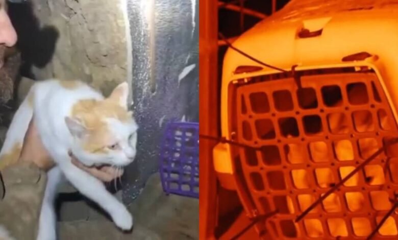 Soldados ucranianos rescatan a gato con ayuda de un robot