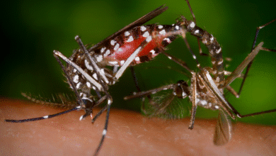 Tabasco registra tres casos graves de dengue, confirma Secretaría de Salud