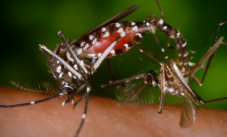 Tabasco registra tres casos graves de dengue, confirma Secretaría de Salud