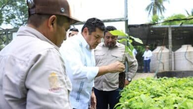 A cómo van trabajando visualiza que van a rebasar la meta en un 20 o quizá un 30 por ciento.