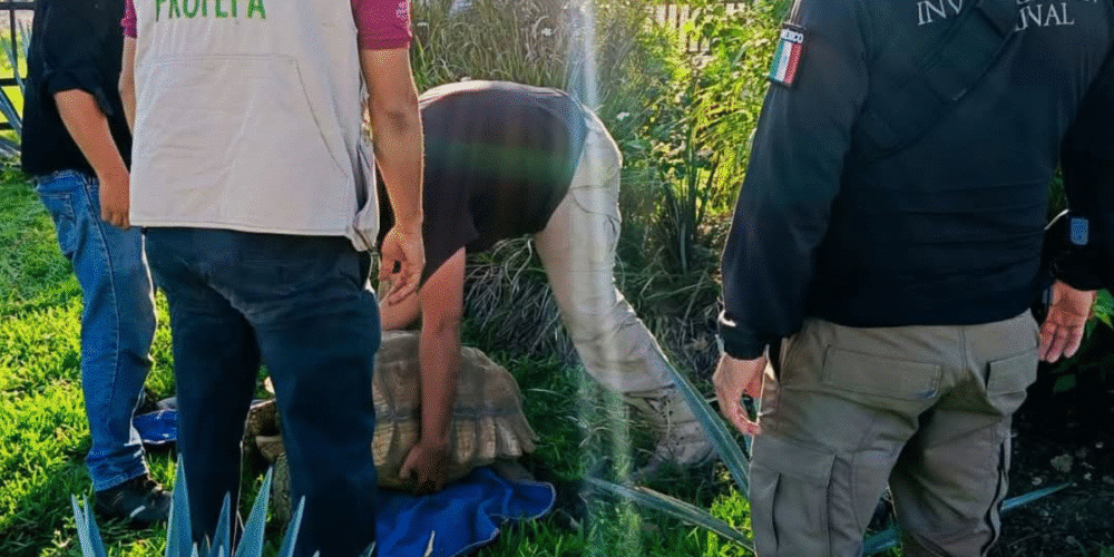 En una acción conjunta, la Fiscalía General de la República (FGR) y la Procuraduría Federal de Protección al Ambiente (Profepa) aseguraron siete ejemplares de fauna silvestre en un domicilio en el municipio de Centro, Tabasco.