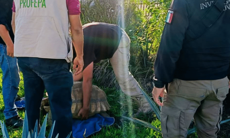 En una acción conjunta, la Fiscalía General de la República (FGR) y la Procuraduría Federal de Protección al Ambiente (Profepa) aseguraron siete ejemplares de fauna silvestre en un domicilio en el municipio de Centro, Tabasco.