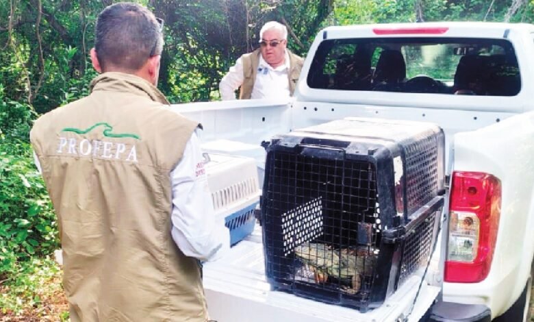 Unión contra el tráfico silvestre (Foto de internet)