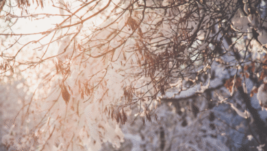 Alimentos clave para fortalecer tu sistema inmune y evitar resfriados en temporada de frío