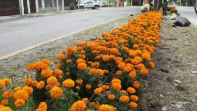 Flores de cempasúchil adornan avenidas de Villahermosa