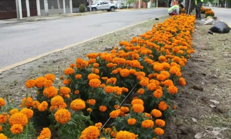 Flores de cempasúchil adornan avenidas de Villahermosa