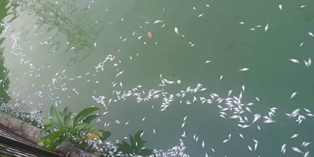 Ciudadanos reportan mortandad de peces en la Laguna de las Ilusiones