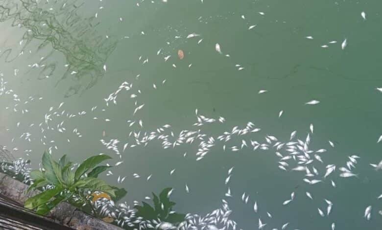 Ciudadanos reportan mortandad de peces en la Laguna de las Ilusiones