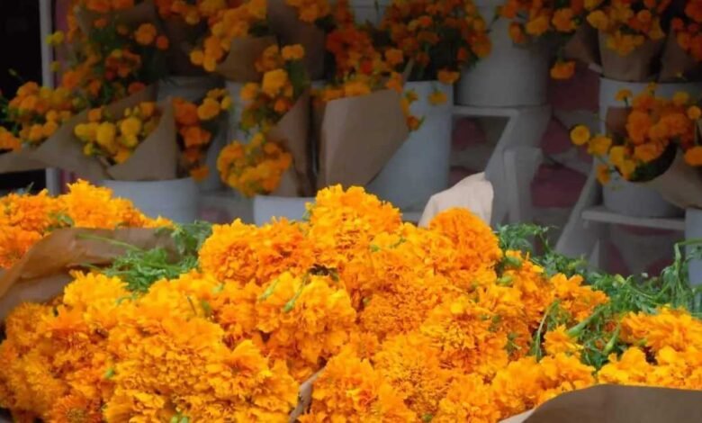 Flor de Cempasúchil llega a Tabasco para dar color al Día de Muertos