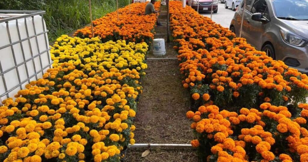 Día de Muertos,Flor de Cempasúchil