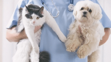 Más de 3,200 esterilizaciones caninas y felinas en la campaña anual