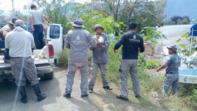 Con el fin de reforzar las acciones de atención ante la emergencia hidrometeorológica, incrementó el despliegue de personal, con la participación de más de 121 brigadistas, que operan 84 equipos especializados en atención de emergencias en las zonas con más afectaciones.