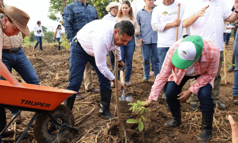 Reforestación, herramienta contra cambio climático May