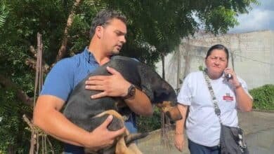 Rescatan a perrita víctima de maltrato en Comalcalco