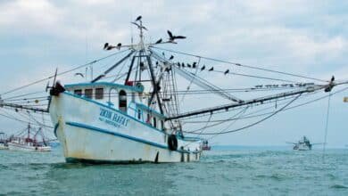 Se extiende veda de camarón en Tabasco