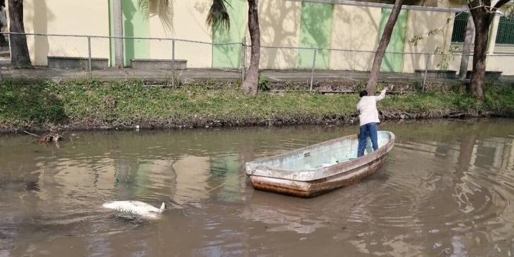 Semades atribuye muertes de cocodrilos y peces a autorregulación y sedimentos en Laguna de las Ilusiones