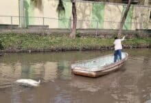 Semades atribuye muertes de cocodrilos y peces a autorregulación y sedimentos en Laguna de las Ilusiones
