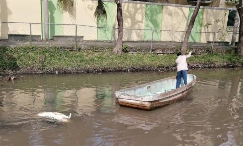 Semades atribuye muertes de cocodrilos y peces a autorregulación y sedimentos en Laguna de las Ilusiones