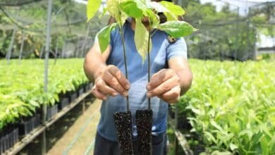 Tabasco invita a mega jornada de reforestación