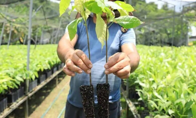 Tabasco invita a mega jornada de reforestación