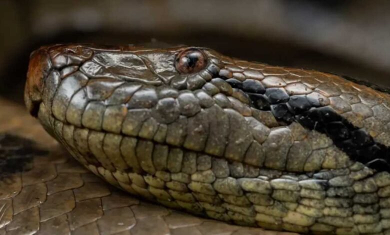 Trabajadores rescatan a compañero a punto de ser devorado por una anaconda