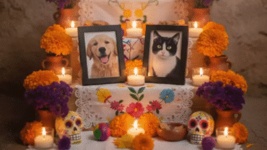 Velas y flores para recordar a las mascotas fallecidas en Tabasco
