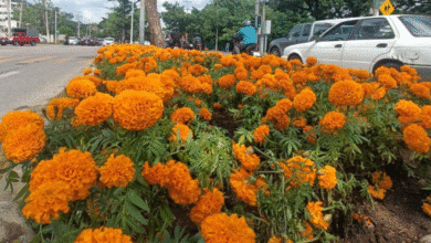 Villahermosa se ilumina y se llena de cempasúchil por el Día de Muertos