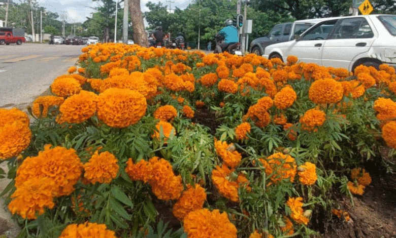 Villahermosa se ilumina y se llena de cempasúchil por el Día de Muertos