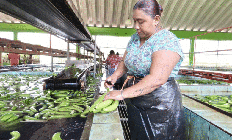 La reactivación de la finca estatal "Las Lilias" y la reanudación de sus exportaciones a Estados Unidos desde julio del 2025 simbolizan este nuevo impulso.