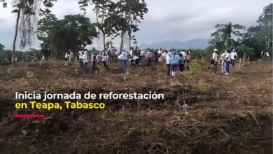 Inicia jornada de reforestación en Teapa, Tabasco