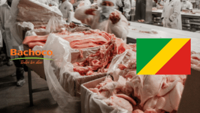 Bachoco inicia exportación de carne de cerdo a República del Congo