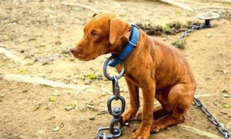 Cárcel de hasta 7 años a quien mate a un animal en Tabasco