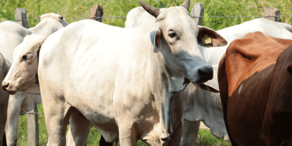 Crédito ganadero impulsa el renacimiento del sector y el bienestar en Tabasco