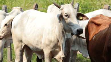 Crédito ganadero impulsa el renacimiento del sector y el bienestar en Tabasco