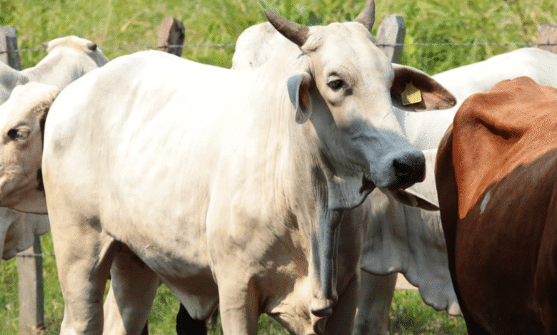 Crédito ganadero impulsa el renacimiento del sector y el bienestar en Tabasco