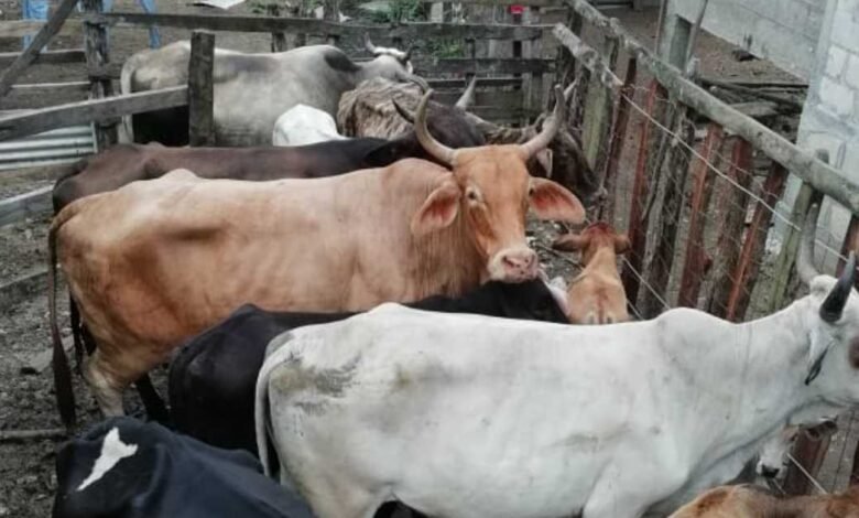 Destazan reses en ranchos de Centro y paralizan la cría