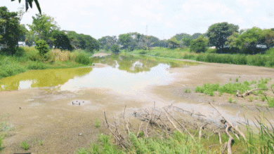 Laguna El Sacrificio se recupera con las lluvias y reafirma su papel como vaso regulador en Villahermosa