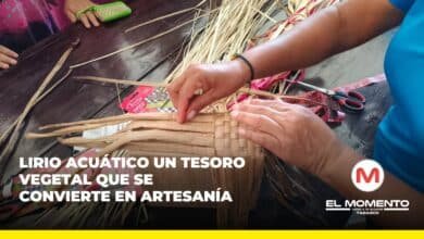 Lirio acuático un tesoro vegetal que se convierte en artesanía