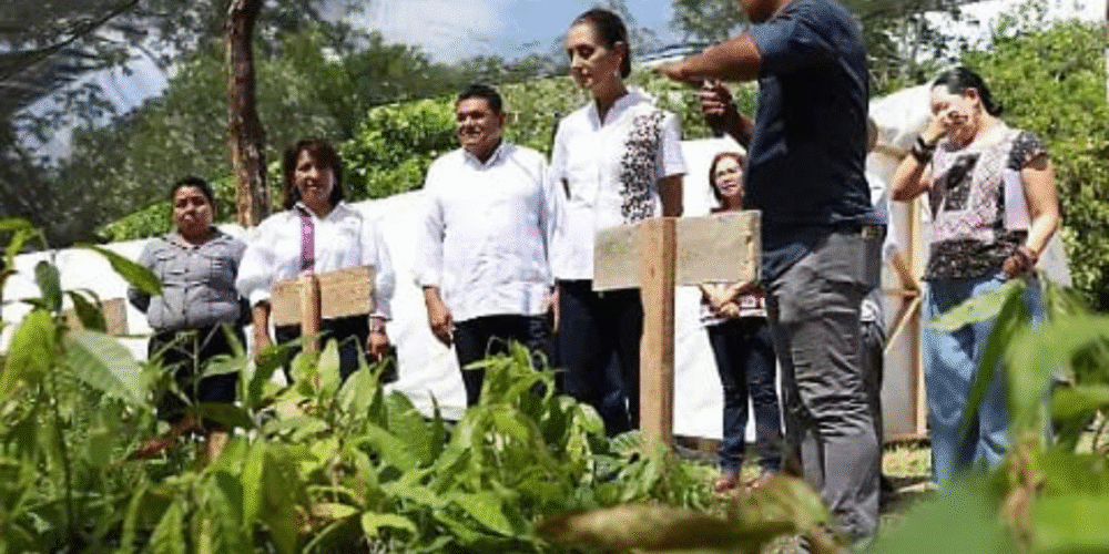 Presidenta visitará Festival del Chocolate en Tabasco tras supervisar obras y programas clave en Campeche
